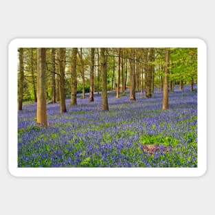 Bluebells Bluebell Woods Greys Court Oxfordshire UK Sticker